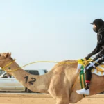 Crown Prince Camel Festival - مهرجان ولي العهد للهجن