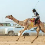 Al Bashaer Seventh Annual Arabian Camel Racing Festival 2024 - مهرجان البشائر السنوي السابع لسباقات الهجن العربية 2024