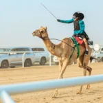 His Highness Sheikh Mohammed bin Zayed Al Nahyan Festival for purebred Arabian camel racing - مهرجان صاحب السمو الشيخ محمد بن زايد آل نهيان لسباقات الهجن العربية الأصيلة